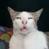 tsnhw8