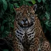 _jagwar_5