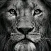 muhammad.sargon