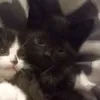 nanananananaananaa
