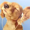 therealsisgma