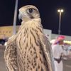 qg..77