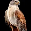 aliraqe123587
