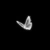 alferjani._8