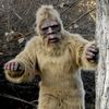 bigfootsurvival