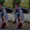 rawwrrrr_290
