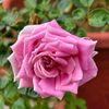 alqranhyaty3