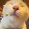 bacgaucute3