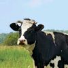 lembu_20142025