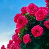 flowers.rosess1