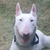 goidada4