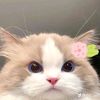 meng.hong397