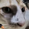 justginger4