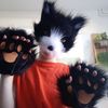 kitty_miauw2