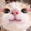 sweetyheartstars