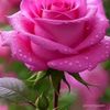 user0273702529