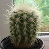 cactusik993