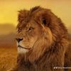 kinglion072