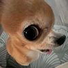 ilikedogs954