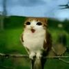 your_crusty_cat_hair