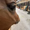sihrlla