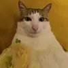 heheheheheopop