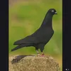 ﮼الساعدي | ¹🇰🇼