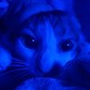 catsf02