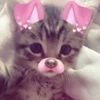 blossomismykitty