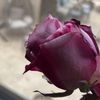 amena4495