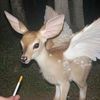 deerqamori