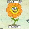 spongeflower5852