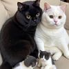 yohana_2229