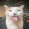 thegatogatuno