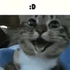 .brigadeiro6