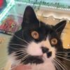 ing_toast1