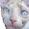 cleothesphinx