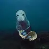 sealflexingmoney