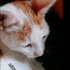 michilalita