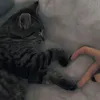 kitty_zptt1
