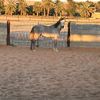 alaadiat_