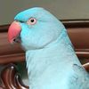 kiwi_beta1