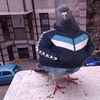 majd_629