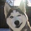 pet_funnylover21
