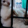 harisusanti855
