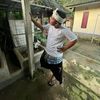 koji_heree