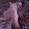 huliganka_303