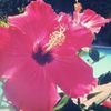 shaylin.spamm480
