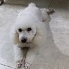 mateo.valenzuela956