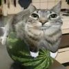 sillymonkeycat88